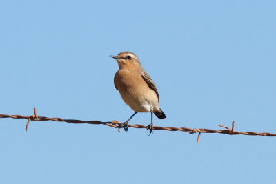 Greenland Wheatear, Oued Massa, 8 April 2015-9840.jpg