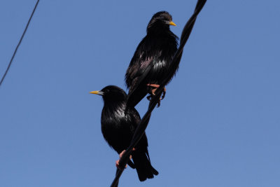 Spotless Starling, Oued Massa, 8 April 2015-9820.jpg