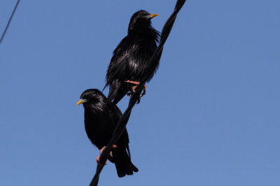 Spotless Starling, Oued Massa, 8 April 2015-9821.jpg