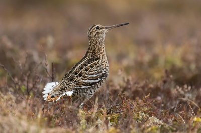 Great Snipe (Gallinago media)