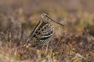 Great Snipe (Gallinago media)