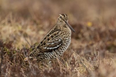 Great Snipe (Gallinago media)