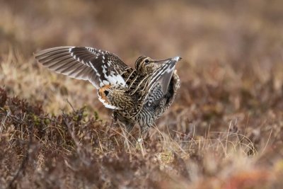 Great Snipe (Gallinago media)