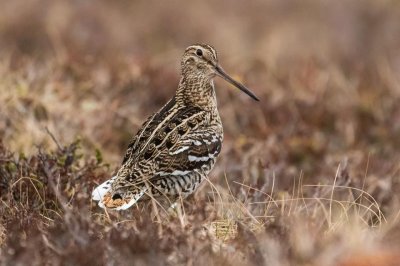 Great Snipe (Gallinago media)