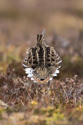 Great Snipe (Gallinago media)