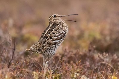 Great Snipe (Gallinago media)