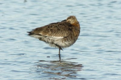 Black-tailed Godwit (Limosa limosa limosa)