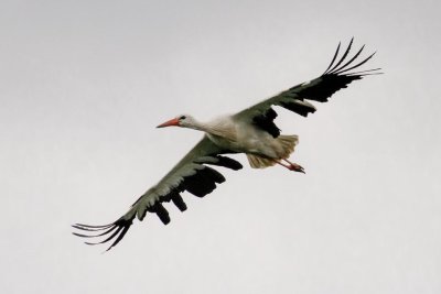 White Stork (Ciconia ciconia)