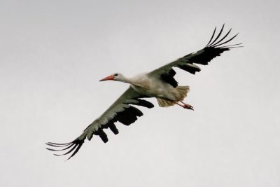 White Stork (Ciconia ciconia)