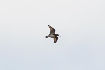 Broad-billed Sandpiper (Limicola falcinellus)