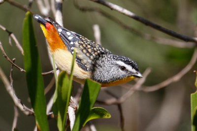 Spotted Pardalote (Pardalotus punctatus)