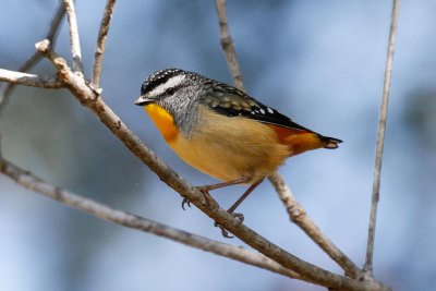 Spotted Pardalote (Pardalotus punctatus)