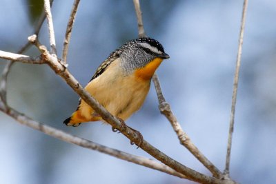 Spotted Pardalote (Pardalotus punctatus)