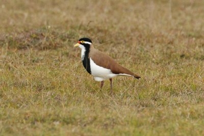 Banded Lapwing (Vanellus tricolor)