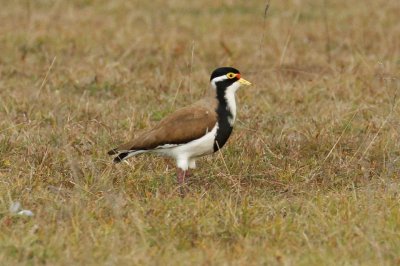 Banded Lapwing (Vanellus tricolor)