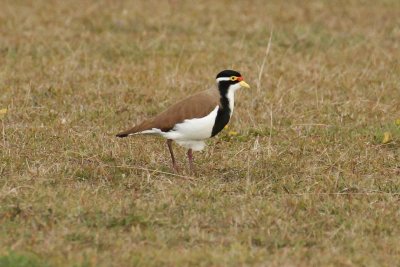 Banded Lapwing (Vanellus tricolor)