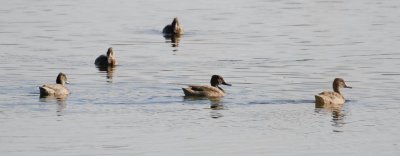 Freckled Duck (Stictonetta naevosa)