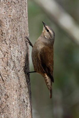Brown Treecreeper (Climacteris picumnus)