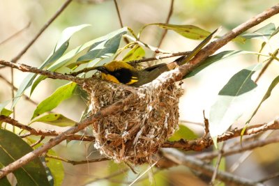 Yellow-tufted Honeyeater (Lichenostomus melanops)