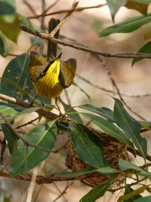 Yellow-tufted Honeyeater (Lichenostomus melanops)