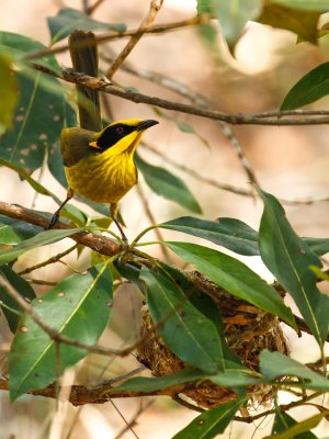 Yellow-tufted Honeyeater (Lichenostomus melanops)