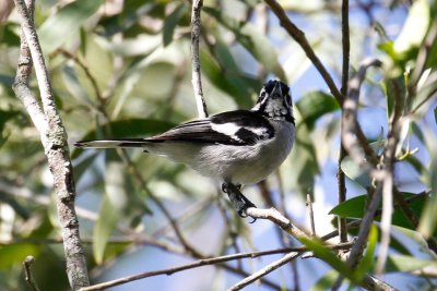 White-eared Monarch (Carterornis leucotis)