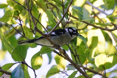 White-eared Monarch (Carterornis leucotis)