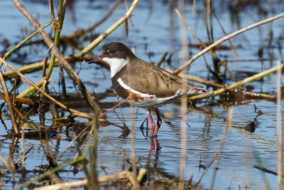 Red-kneed Dotterel (Erythrogonys cinctus)