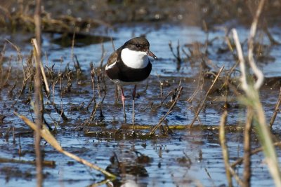 Red-kneed Dotterel (Erythrogonys cinctus)