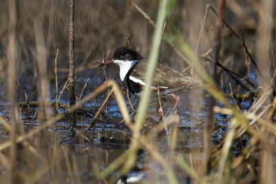 Red-kneed Dotterel (Erythrogonys cinctus)