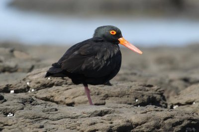 Sooty Oystercatcher (Haematopus fuliginosus opthalmicus)