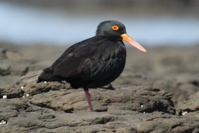 Sooty Oystercatcher (Haematopus fuliginosus opthalmicus)