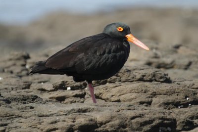 Sooty Oystercatcher (Haematopus fuliginosus opthalmicus)