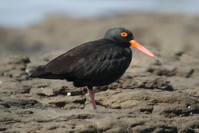 Sooty Oystercatcher (Haematopus fuliginosus opthalmicus)