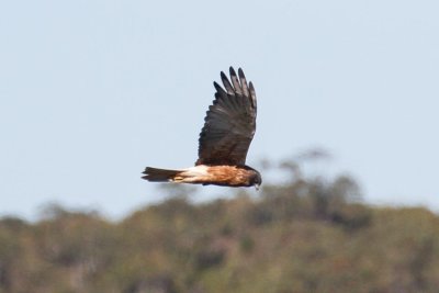 Swamp Harrier (Circus approximans)