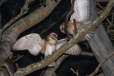 Australian Masked Owl (Tyto novaehollandiae)