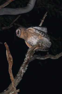 Australian Masked Owl (Tyto novaehollandiae)