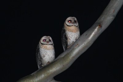 Australian Masked Owl (Tyto novaehollandiae)