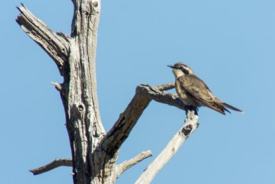 Black-eared Cuckoo (Chalcites osculans)