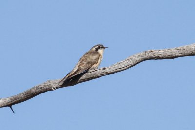 Black-eared Cuckoo (Chalcites osculans)