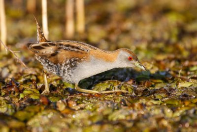 Baillon's Crake (Porzana pusilla)