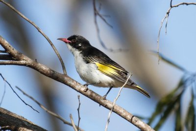 Painted Honeyeater (Grantiella picta)