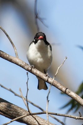 Painted Honeyeater (Grantiella picta)