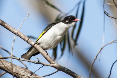 Painted Honeyeater (Grantiella picta)