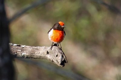 Red-capped Robin (Petroica goodenovii)