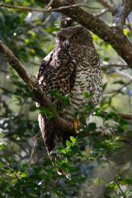 Powerful Owl (Ninox strenua)