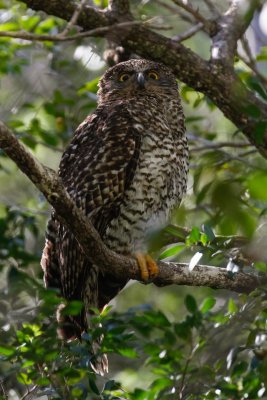 Powerful Owl (Ninox strenua)