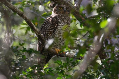 Powerful Owl (Ninox strenua)