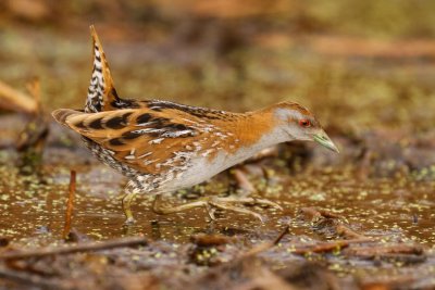 Baillon's Crake (Porzana pusilla)