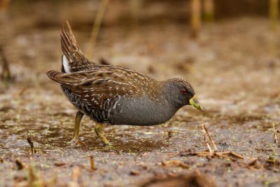 Australian Spotted Crake (Porzana fluminea)